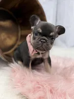 Chocolate Tri Nova , a female French Bulldog for sale in Barney, GA – 4 of 7