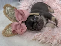 Nova , a female French Bulldog for sale in Barney, GA – Photo 4 of 8