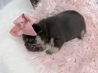 Nova , a female French Bulldog for sale in Barney, GA – Photo 8 of 8