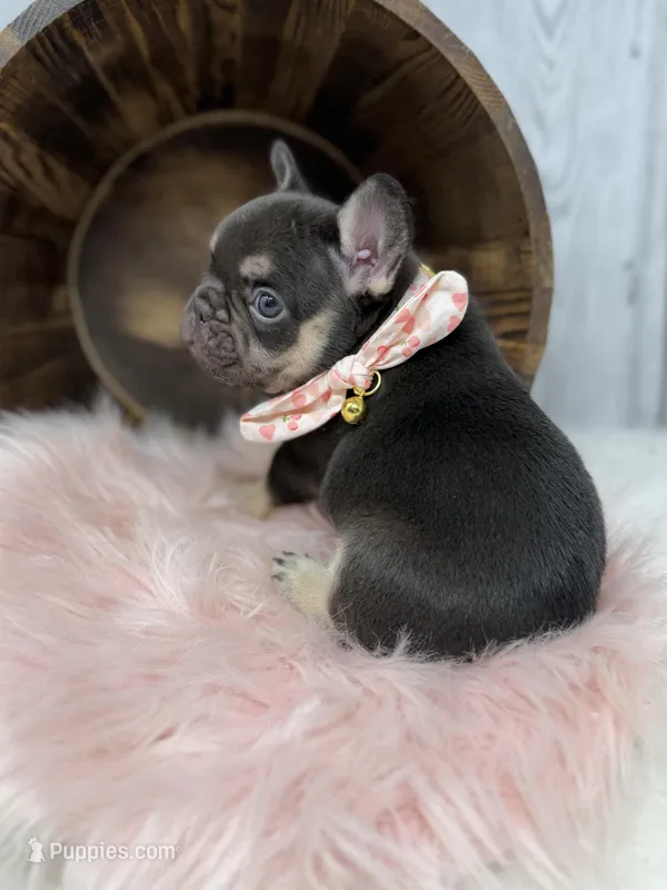 Nova  – French Bulldog puppy for sale in Barney, GA