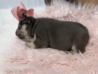 Nova , a female French Bulldog for sale in Barney, GA – Photo 7 of 8