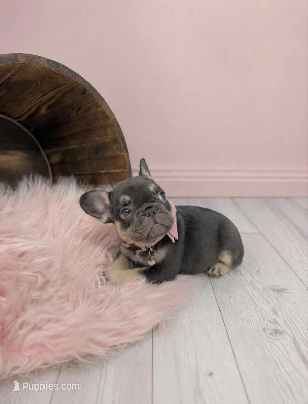 Nova  – French Bulldog puppy for sale in Barney, GA