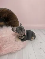 Chocolate Tri Nova , a female French Bulldog for sale in Barney, GA – 1 of 7