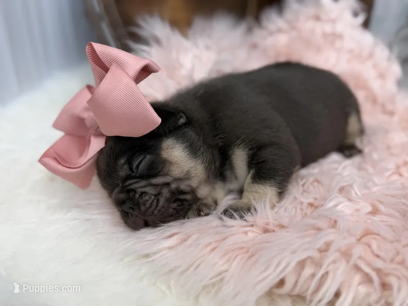 Nova  – French Bulldog puppy for sale in Barney, GA