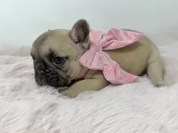 Saddie, a female French Bulldog for sale in Barney, GA – 6 of 6