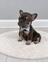 Orion, a male French Bulldog for sale in Barney, GA – 4 of 4