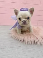 Fluffy Pearl, a female French Bulldog for sale in Barney, GA – 7 of 8