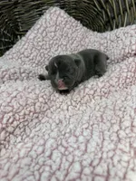 Tansy, a female French Bulldog for sale in Barney, GA – 4 of 5