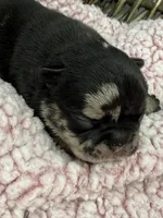 Posie, a female French Bulldog for sale in Barney, GA – 2 of 4