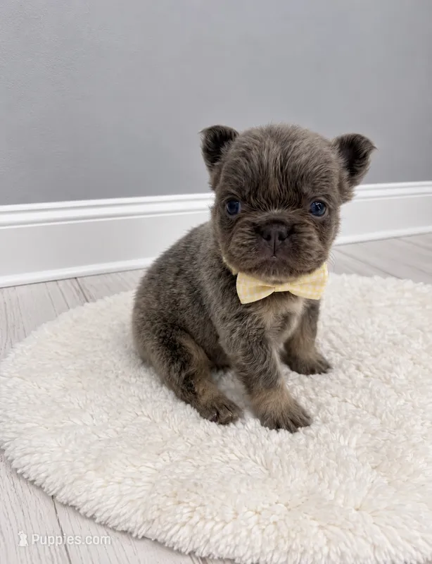Chewy – French Bulldog puppy for sale in Barney, GA