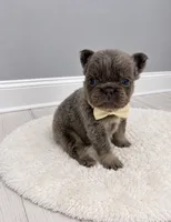Chewy, a male French Bulldog for sale in Barney, GA – 1 of 4