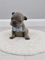 Leo, a male French Bulldog for sale in Barney, GA – 2 of 4
