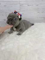 Lainey , a female French Bulldog for sale in Barney, GA – 5 of 5