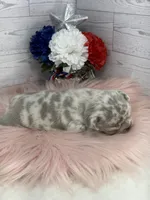 Lilac Merle Tri Stella , a female French Bulldog for sale in Barney, GA – 5 of 5