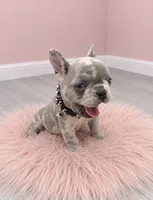 Merle Polly , a female French Bulldog for sale in Barney, GA – 2 of 4
