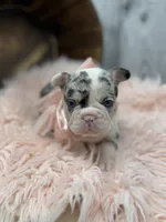 Divina, a female French Bulldog for sale in Barney, GA – Photo 3 of 10