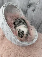 Divina, a female French Bulldog for sale in Barney, GA – Photo 7 of 10