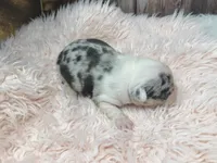 Divina, a female French Bulldog for sale in Barney, GA – Photo 10 of 10