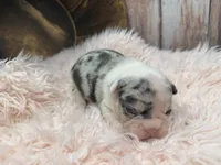 Divina, a female French Bulldog for sale in Barney, GA – Photo 6 of 10