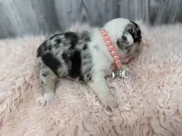 Divina, a female French Bulldog for sale in Barney, GA – Photo 5 of 10