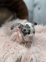 Divina, a female French Bulldog for sale in Barney, GA – Photo 2 of 10