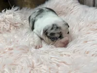 Divina, a female French Bulldog for sale in Barney, GA – Photo 8 of 10