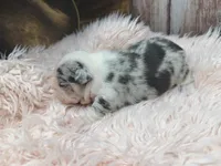 Divina, a female French Bulldog for sale in Barney, GA – Photo 9 of 10