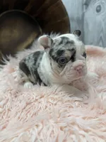 Divina, a female French Bulldog for sale in Barney, GA – Photo 1 of 10