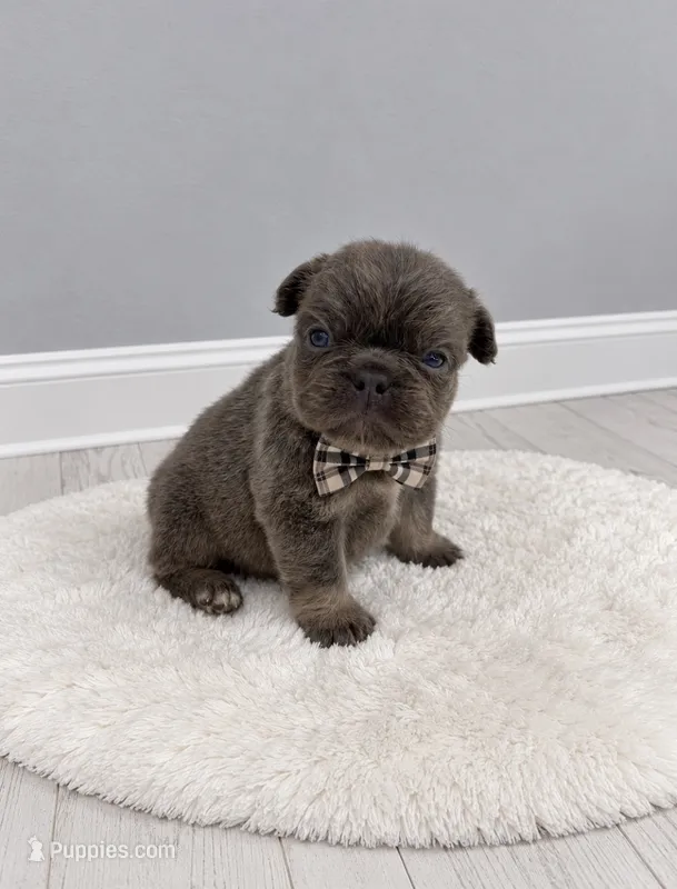 Bear  – French Bulldog puppy for sale in Barney, GA