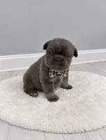 Bear , a male French Bulldog for sale in Barney, GA – 1 of 4