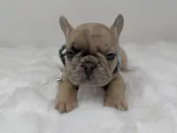 Cookie dough, a male French Bulldog for sale in Barney, GA – 4 of 6