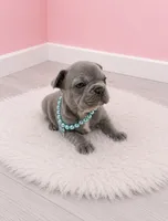 Alex, a female French Bulldog for sale in Barney, GA – 3 of 3
