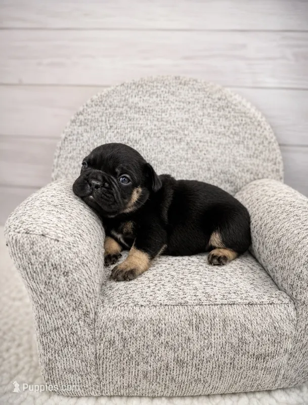 Rocky – French Bulldog puppy for sale in Barney, GA