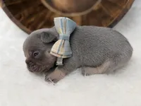 Sirius , a male French Bulldog for sale in Barney, GA – Photo 7 of 8