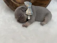 Sirius , a male French Bulldog for sale in Barney, GA – Photo 8 of 8