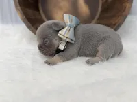 Sirius , a male French Bulldog for sale in Barney, GA – Photo 6 of 8