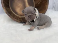 Sirius , a male French Bulldog for sale in Barney, GA – Photo 3 of 8