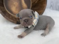 Sirius , a male French Bulldog for sale in Barney, GA – Photo 4 of 8