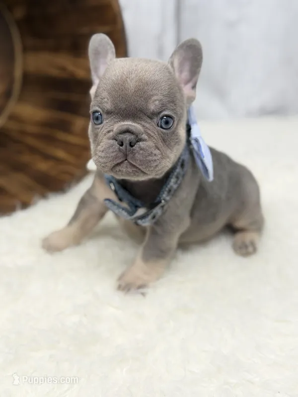 Sirius  – French Bulldog puppy for sale in Barney, GA