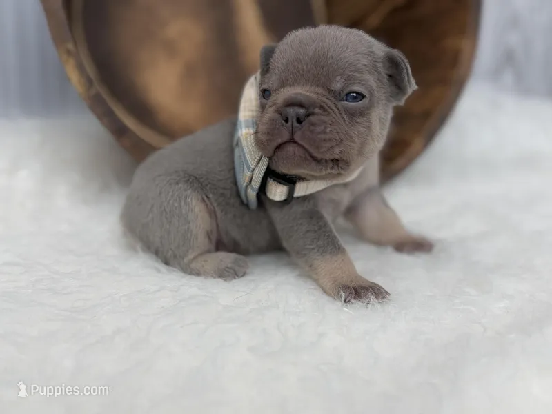 Sirius  – French Bulldog puppy for sale in Barney, GA