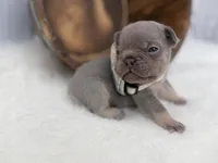 Sirius , a male French Bulldog for sale in Barney, GA – Photo 2 of 8