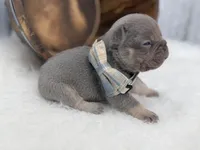 Sirius , a male French Bulldog for sale in Barney, GA – Photo 5 of 8