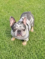 Willow , a female French Bulldog for sale in Barney, GA – 1 of 3