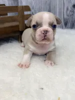 Dexter lilac fawn, a male French Bulldog for sale in Barney, GA – 7 of 10