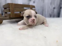 Dexter lilac fawn, a male French Bulldog for sale in Barney, GA – 8 of 10