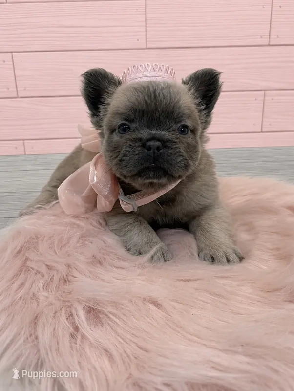 Fluffy Pixie – French Bulldog puppy for sale in Barney, GA