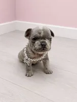 Merle Polly , a female French Bulldog for sale in Barney, GA – 3 of 3