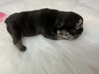 Posie, a female French Bulldog for sale in Barney, GA – 3 of 4