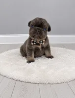 Bear , a male French Bulldog for sale in Barney, GA – 3 of 4