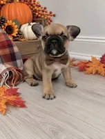Zeke , a male French Bulldog for sale in Barney, GA – 5 of 6